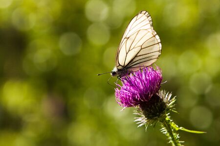 A white butterfly sits on a lilac flower.の写真素材
