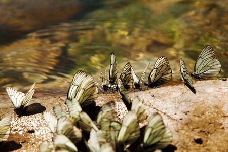 White butterflies sit on a rock near the water.の写真素材