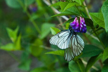 Two white butterflies sit on a lilac flower.の写真素材