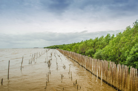 Natural mangrove forest is important to human life の写真素材