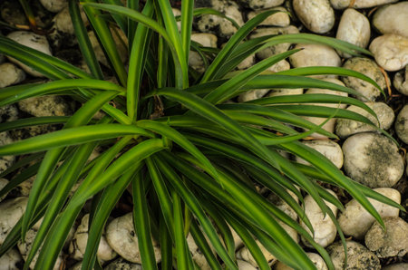 Green leavesの写真素材