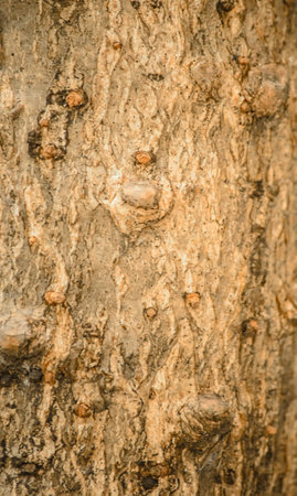 wooden surface の写真素材