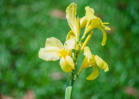 The magic of flowers  Help make the world beautiful 