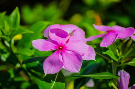 The magic of flowers  Help make the world beautiful の写真素材