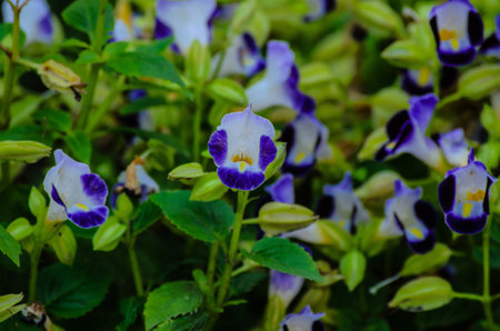 The magic of flowers  Help make the world beautiful 