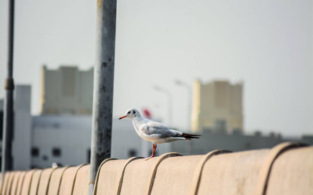 With natural sea gulls at dawn の写真素材