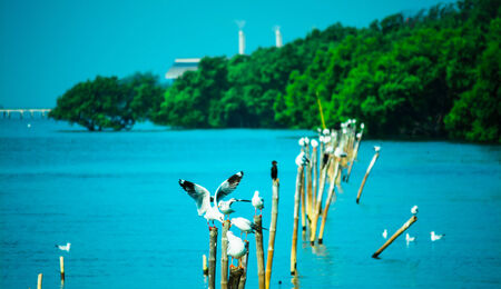 With natural sea gulls at dawn の写真素材