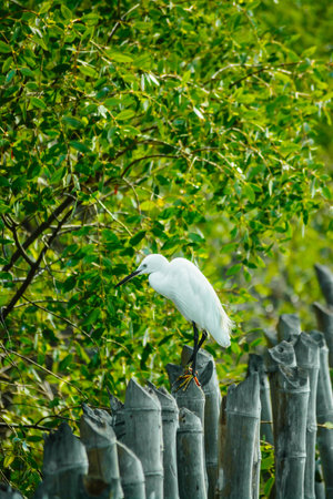 Male birds with fairly mangroves の写真素材