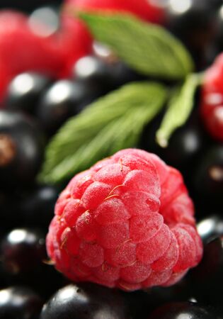 Raspberry with leaf on black currant detailの写真素材