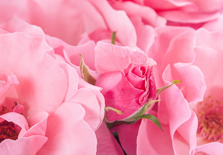 Pink wild rose flower closeup backgroundの写真素材