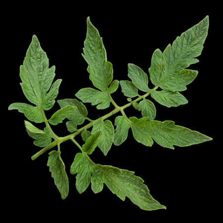 Tomato leaf closeup isolated on black backgroundの写真素材