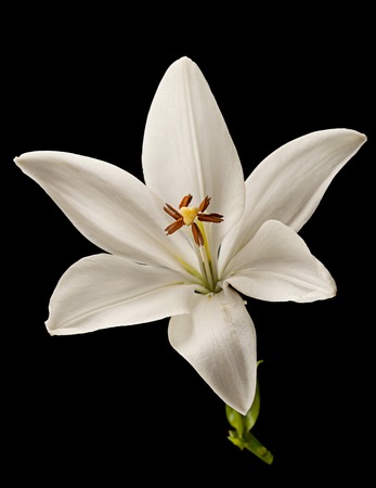 White lily flower head closeup isolated on blackの写真素材