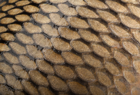 ?arp river fish squama closeup backgroundの写真素材