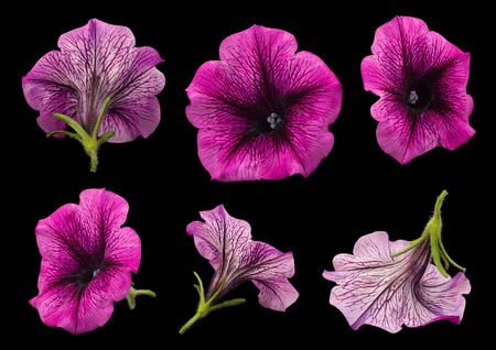 Petunia flower collection closeup isolated on black backgroundの写真素材