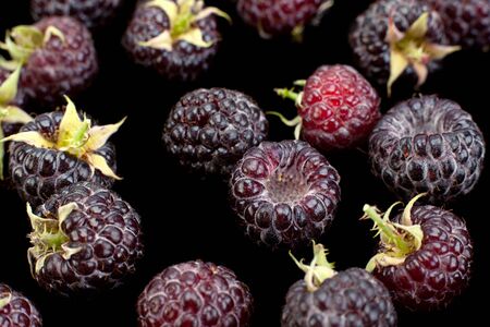 Cumberland fruit Hybrid raspberry and blackberry backgroundの写真素材