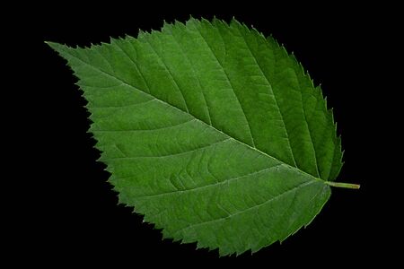 Blackberry leaf closeup isolated on black backgroundの写真素材