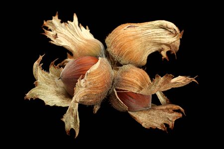 Hazelnut nut closeup isolated on black background