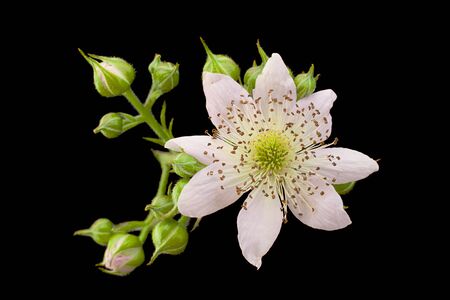 Blackberry blossom flower closeup on black backgroundの写真素材