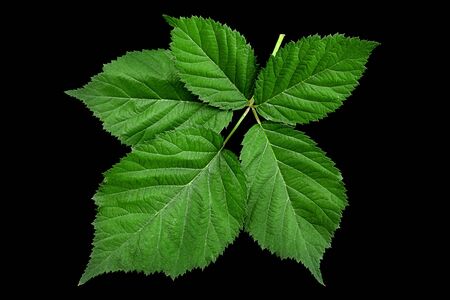 Blackberry leaf closeup isolated on black backgroundの写真素材