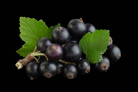 Black currant berries closeup isolated on black backgroundの写真素材