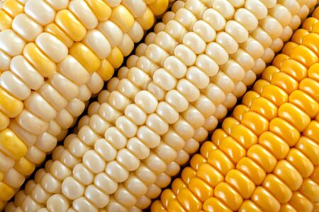 Sweet corn vegatable closeup corn seeds background