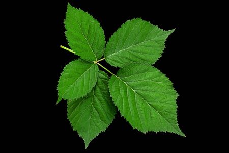 Blackberry leaf closeup isolated on black backgroundの写真素材