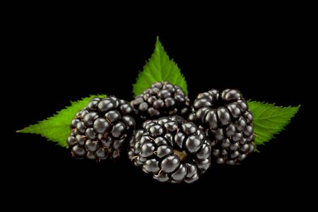 Blackberry berry with leaf isolated on black background