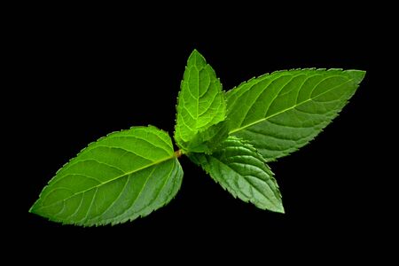 Mint leaf closeup isolated on black backgroundの写真素材