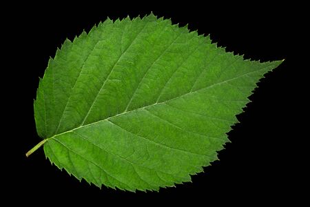 Blackberry leaf closeup isolated on black backgroundの写真素材