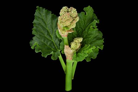 Rhubarb vegetable blossom with leaf isolated on black background
