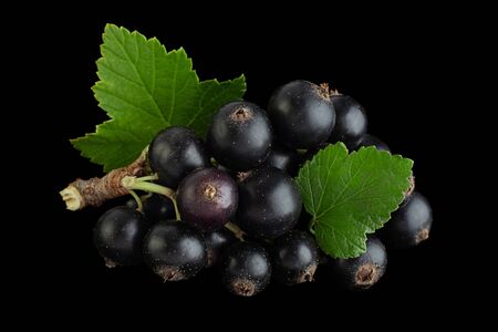 Black currant berries closeup isolated on black backgroundの写真素材