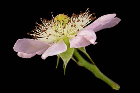 Blackberry blossom flower closeup on black backgroundの写真素材