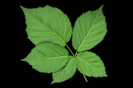 Blackberry leaf closeup isolated on black backgroundの写真素材