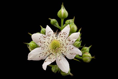 Blackberry blossom flower closeup on black backgroundの写真素材