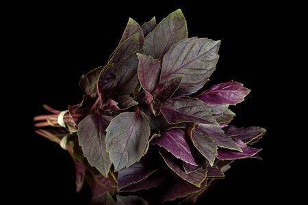 Purple basil herb isolated on black backgroundの写真素材