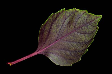 Purple basil herb isolated on black background