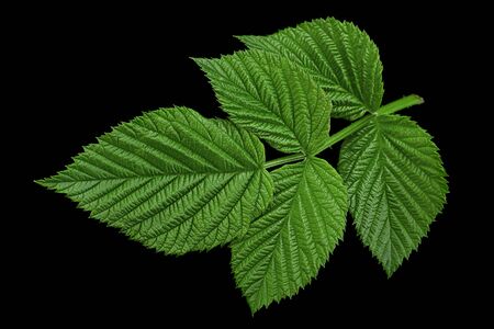 Raspberry leaf closeup isolated on black background