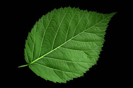 Blackberry leaf closeup isolated on black backgroundの写真素材