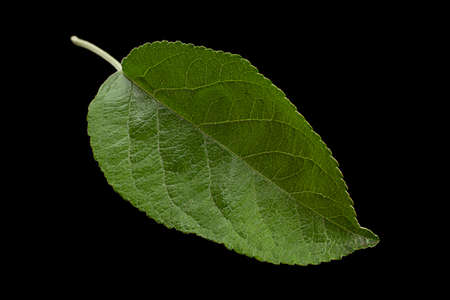 Apple leaf closeup isolated on black backgroundの写真素材