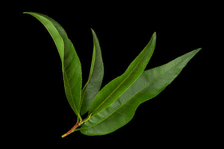Nectarine fruit closeup leaf isolated on black backgroundの写真素材