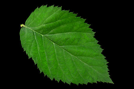 Blackberry leaf closeup isolated on black backgroundの写真素材