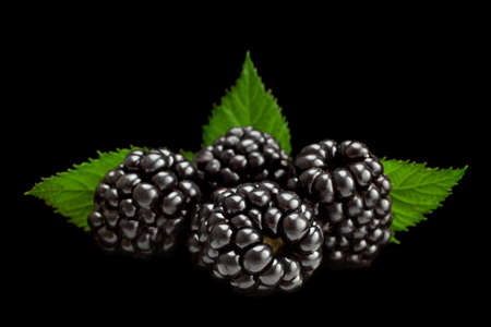 Blackberry berry with leaf isolated on black backgroundの写真素材