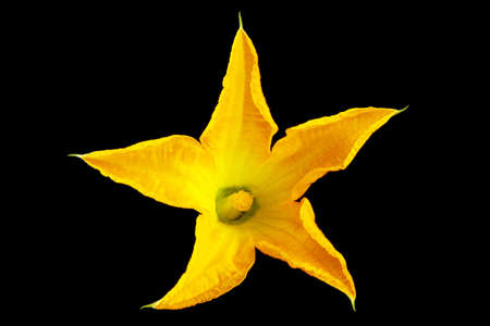 Squash bloom flower head on black background