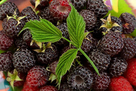 Cumberland fruit Hybrid with raspberry and leafの写真素材
