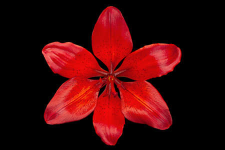 Red lilly flower head isolated on black backgroundの写真素材