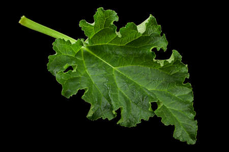 Rhubarb leaf closeup isolated on black background