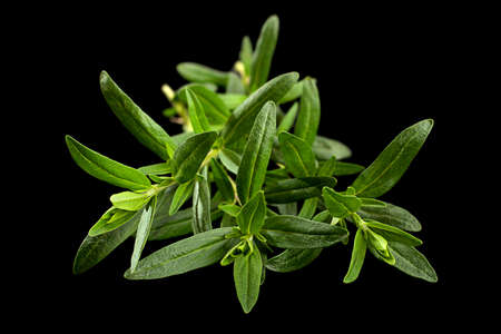 Tarragon bunch closeup isolated on black background