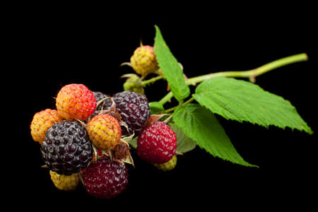 Cumberland fruit Hybrid raspberry and blackberry on blackの写真素材