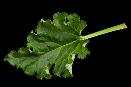 Rhubarb leaf closeup isolated on black backgroundの写真素材
