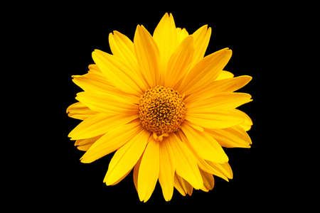 Yellow daisy blossom head isolated on black backgroundの写真素材